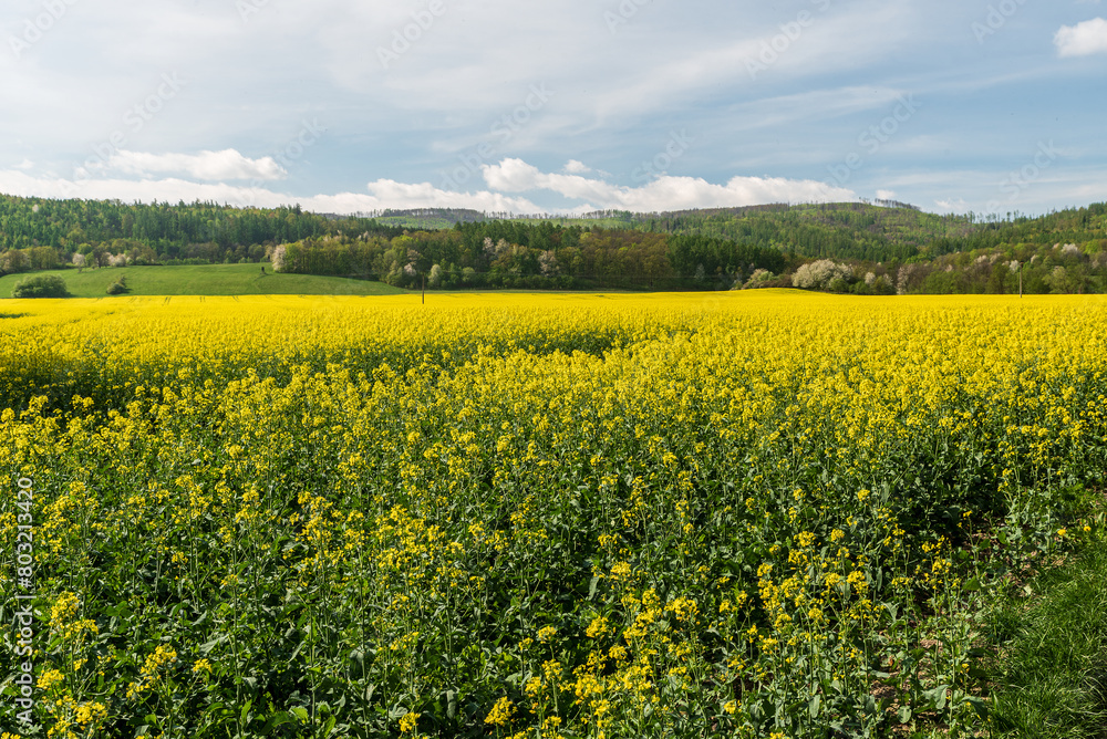Springtime scenery of floweing rapeseed with hills covered by meadows and forest on the background