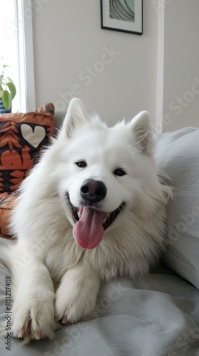 A white fluffy dog is sitting on a couch and smiling at the camera