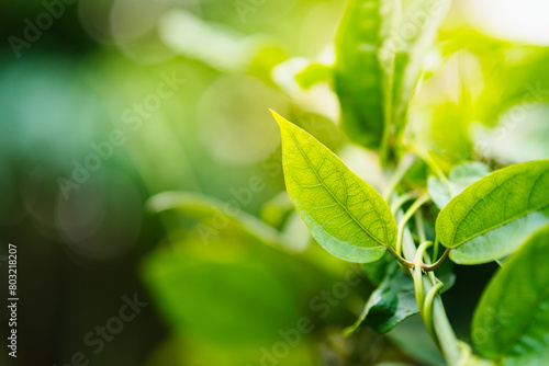 Closeup nature view of fresh green leaf on blur greenery background with copy space using as background and wallpaper concept © jaturonoofer