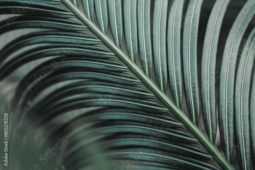 Closeup nature view of dark green leaf on sunlight, natural dark green plants using as background concept © jaturonoofer