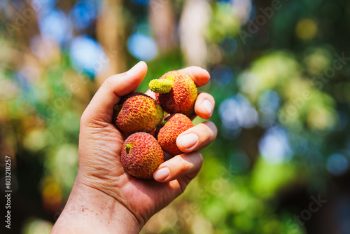 Fresh lychee on farmer's hand on blurry background
