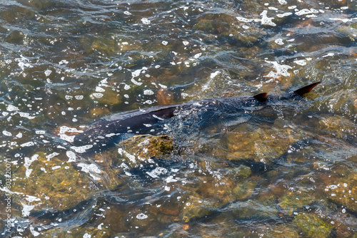 Strugeon Spawning In Spring At The Fox River Dam And Rapids In De Pere, Wisconsin