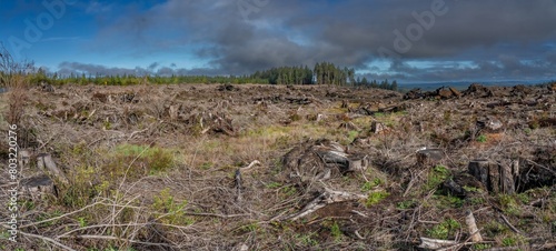 Fototapeta Naklejka Na Ścianę i Meble -  View of a clearcut area in a large logging operation