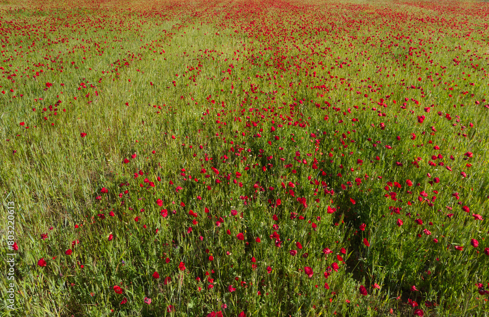 poppies, flowers, blooming, plants, field, outdoors, sunny, flor