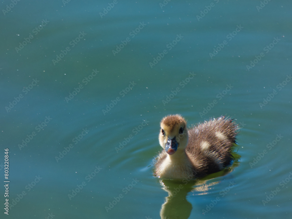 Domestic Muscovy duck, bird, young, chick, animal, water, pond, Domestic Muscovy duck, bird, young, chick, animal, water, pond,
