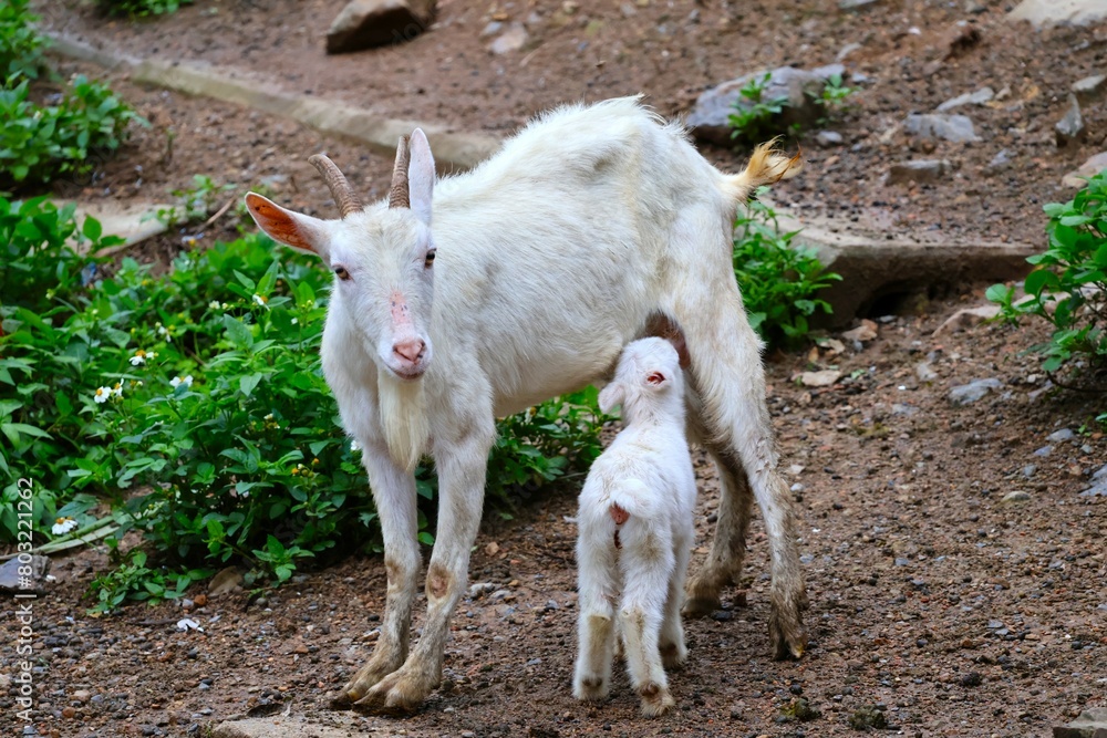 Obraz premium 母親ヤギのミルクを飲む子ヤギ