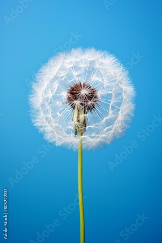 Single dandelion flower against blue background