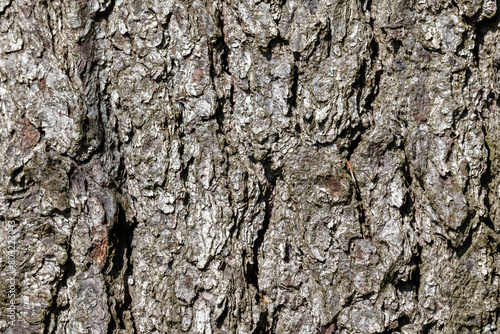 Detailed pine tree bark with green lichen, background texture © evannovostro