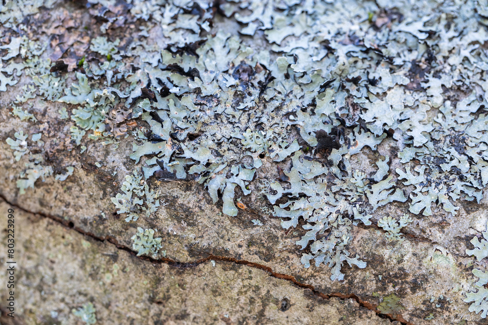 Obraz premium Parmelia lichen, macro photo of Parmeliaceae