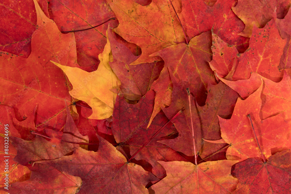 a texture background of red maple leaves