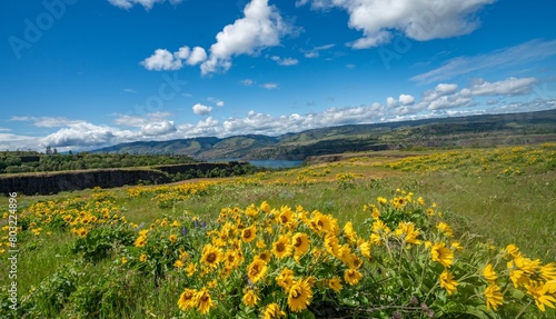 balsamroot and lupine blooming in the Tom McCall preserve on  Rowena Crest, Oregon photo