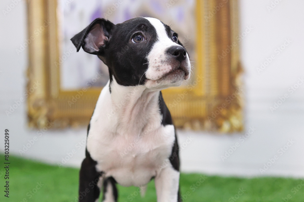 American terrier puppy's attentive look portrait.