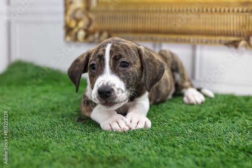 Cute brown puppy resting on the grass.