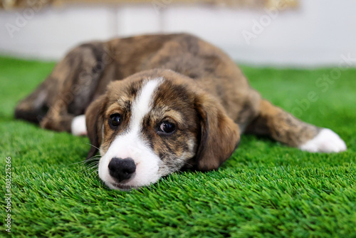 Cute puppy lying on the green grass. Small brown dog with a tender look.