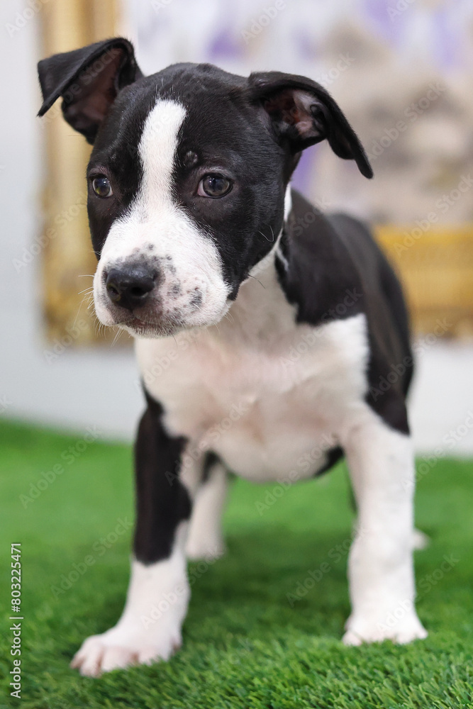 Vertical portrait of american terrier puppy. Little black and white dog.