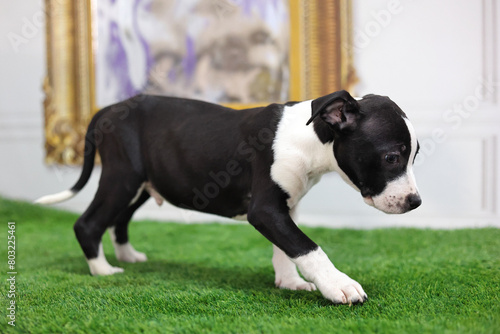 Side view of black and white american terrier puppy standing on grass.