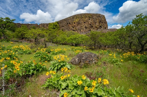 balsamroot and lupine blooming in the Tom McCall preserve with the  Rowena Crest bluffs in the background, Oregon photo