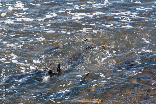 Strugeon Spawning In Spring At The Fox River Dam And Rapids In De Pere, Wisconsin