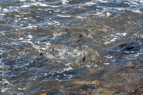 Strugeon Spawning In Spring At The Fox River Dam And Rapids In De Pere, Wisconsin