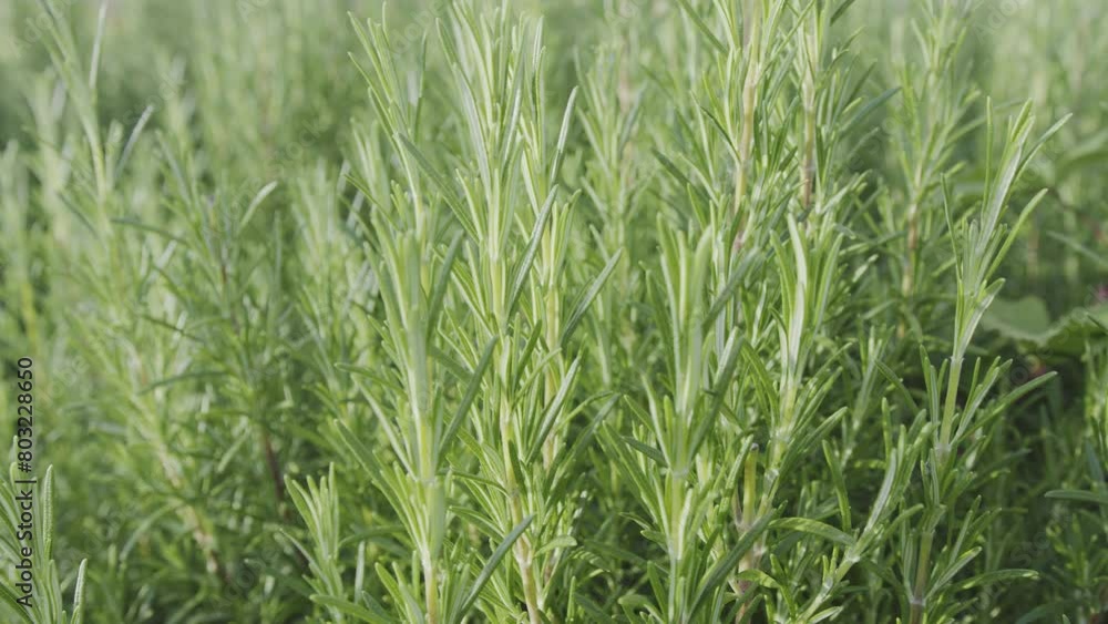 Camera moving along fresh aromatic evergreen rosemary bush closeup. Rosemary nature background. Camera moving along fresh aromatic evergreen rosemary bush closeup. Rosemary nature background.