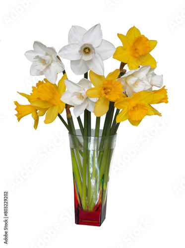 Yellow and white tubular daffodils daffodils in a glass multicolored vase on a white background isolated