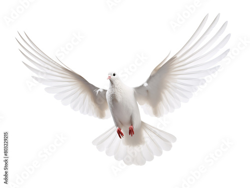 a white dove with wings spread © Alexander