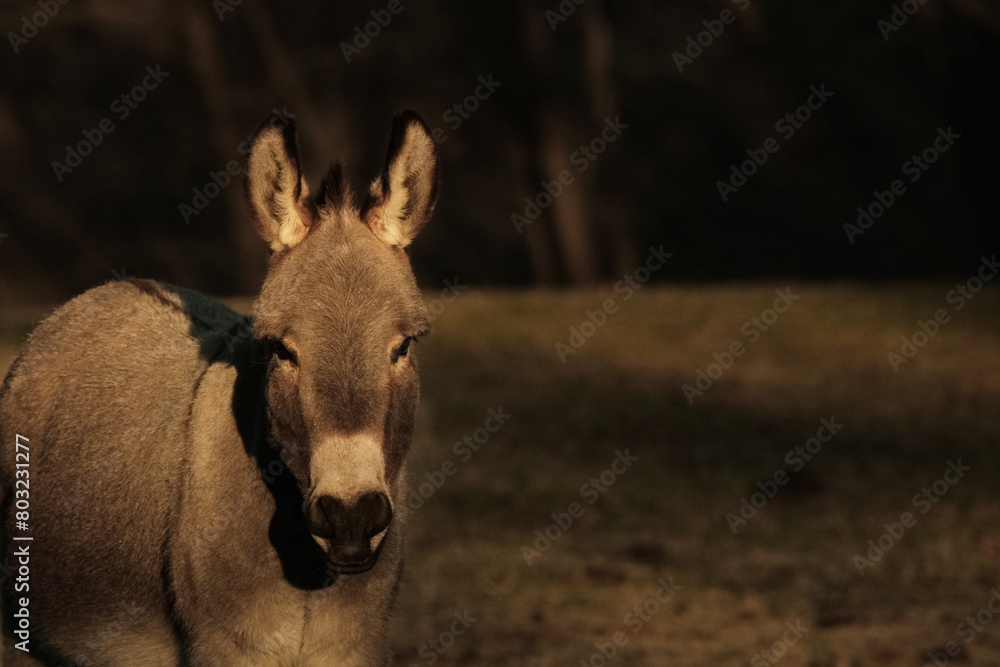 Mini donkey face from farm field in low key lighting, copy space on background Mini donkey face from farm field in low key lighting, copy space on background