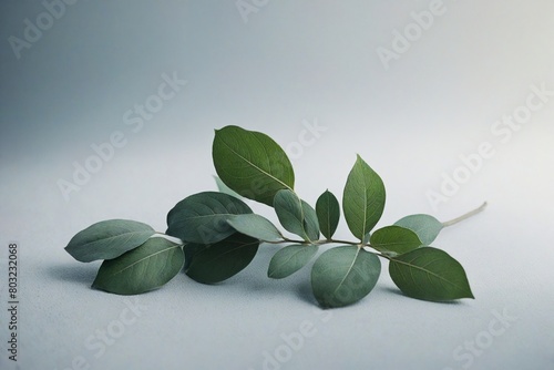sage on a wooden background