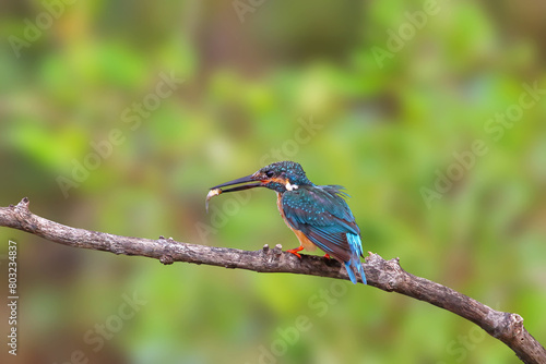 Bird of prey or Common kingfisher bird catches fish for food.
