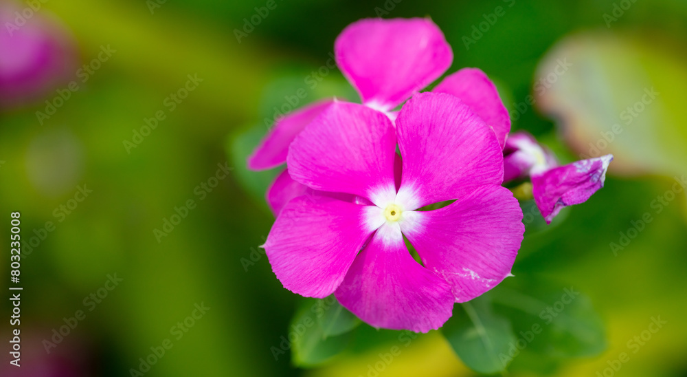 Beautiful purple flower in a tropical garden