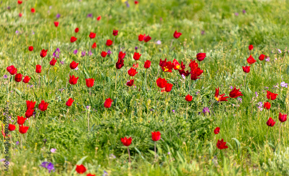 Field with red tulips in the steppe in spring as a background Field with red tulips in the steppe in spring as a background