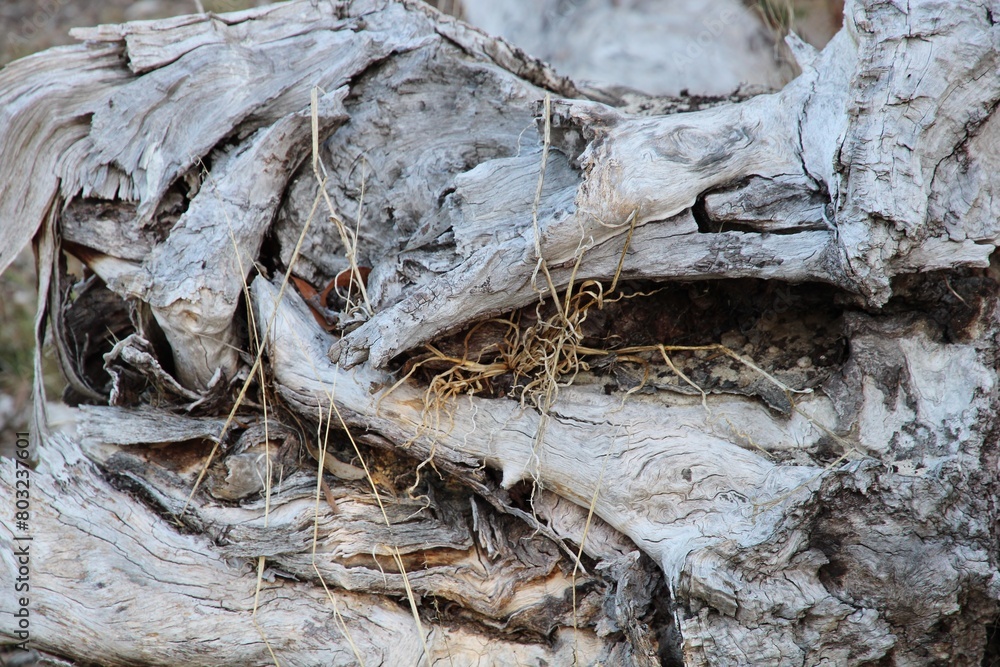 Aged root of fallen Pink Gum (Eucalyptus fasciculosa). Australian native tree. Aged root of fallen Pink Gum (Eucalyptus fasciculosa). Australian native tree.