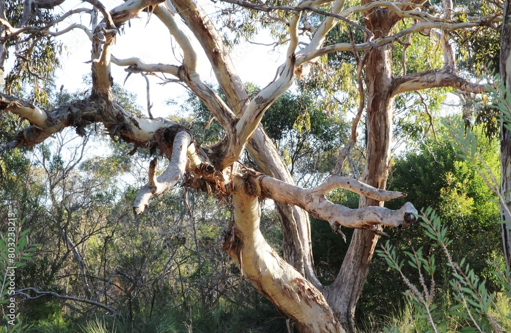 Pink Gum (Eucalyptus fasciculosa), Australian native tree in natural landscape
