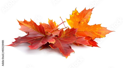 Colorful Autumn Maple Leaf Arrangement on White Background