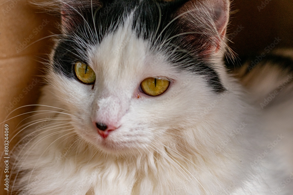 cabeça de gato preto e branco olhando para o lado cabeça de gato preto e branco olhando para o lado