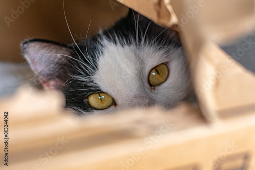 gato branco e preto com a cara na caixa photo