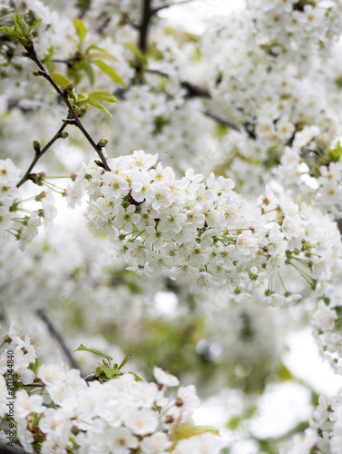 A blooming shrub of white cherry blossom on branches on its tree during spring time with green blurry background of nature 