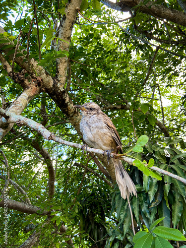 Tropical Brazilian Bird