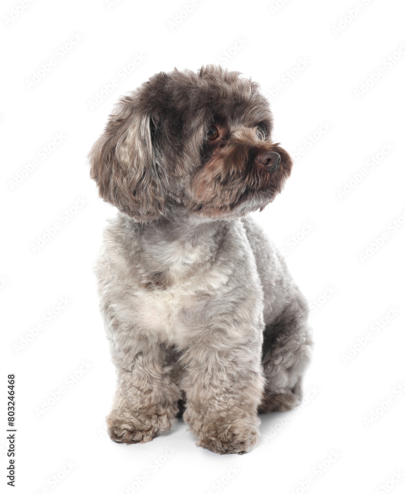 Cute Maltipoo dog on white background. Lovely pet Cute Maltipoo dog on white background. Lovely pet