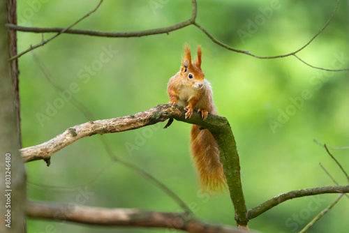 The red squirrel or Eurasian red squirrel on a branch. Sciurus vulgaris
