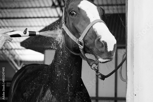 Horse getting bath for equine care on farm closeup in black and white.