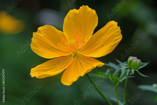 A detailed view of a bright yellow flower with soft petals, set against a blurred background of green leaves and other blooms © pham