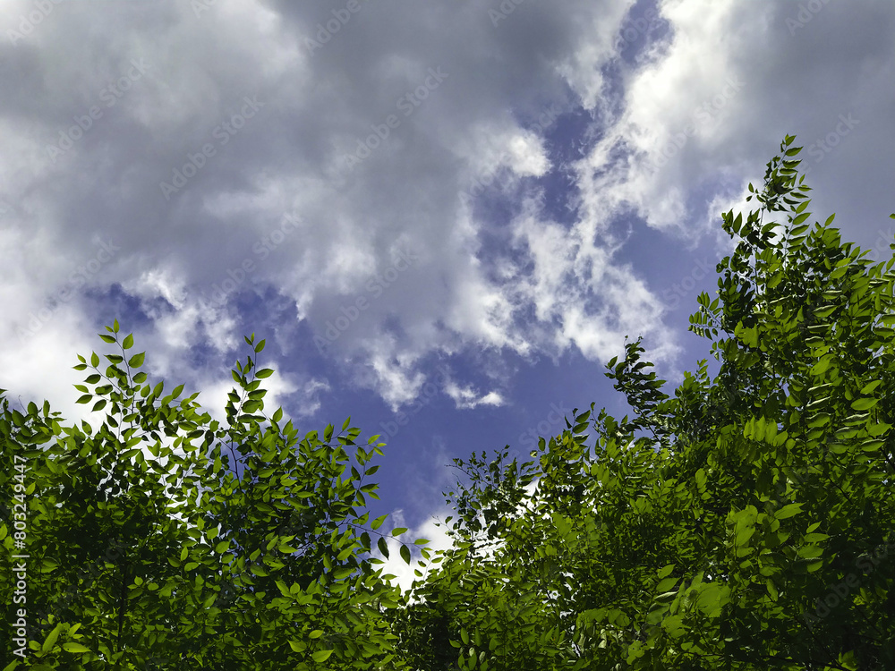 Obraz premium 春の空と新緑