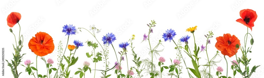 Fototapeta premium Beautiful blooming meadow flowers isolated on white, banner design