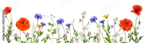 Beautiful blooming meadow flowers isolated on white, banner design