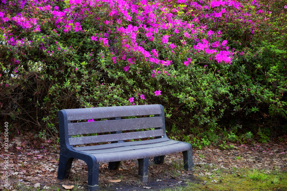 Scenes in the Cypress Gardens in Moncks Corner, Sourth Carolina, USA Scenes in the Cypress Gardens in Moncks Corner, Sourth Carolina, USA