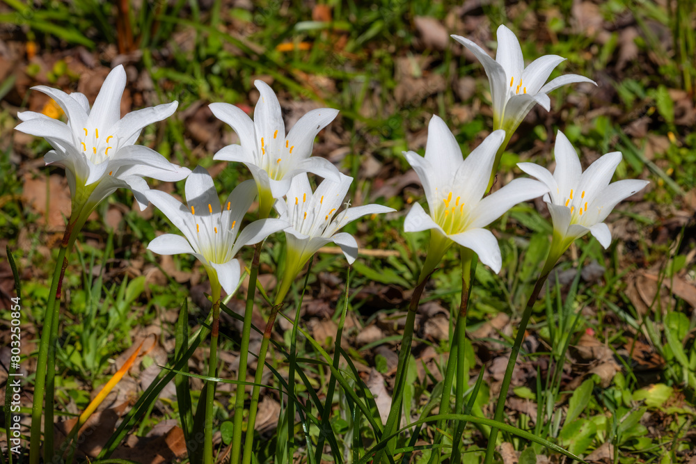 Obraz premium Nature in Cypress Gardens in Moncks Corner, Sourth Carolina, USA