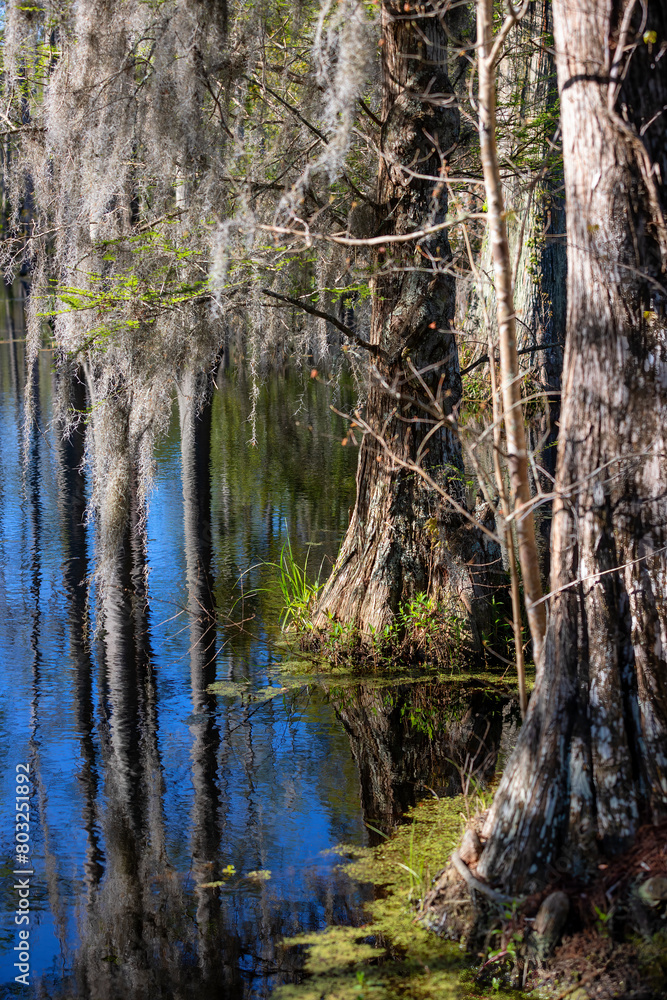 Nature in Cypress Gardens in Moncks Corner, Sourth Carolina, USA Nature in Cypress Gardens in Moncks Corner, Sourth Carolina, USA