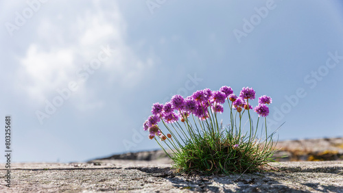 Armeria maritim-Strand-Grasnelke