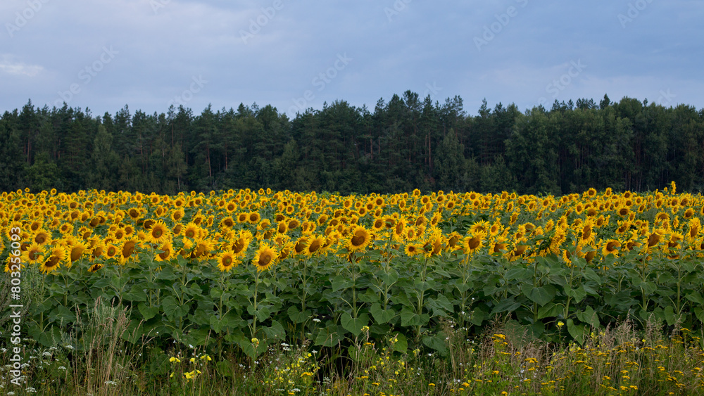 Sunflower field in the early morning, bright and large flowers
